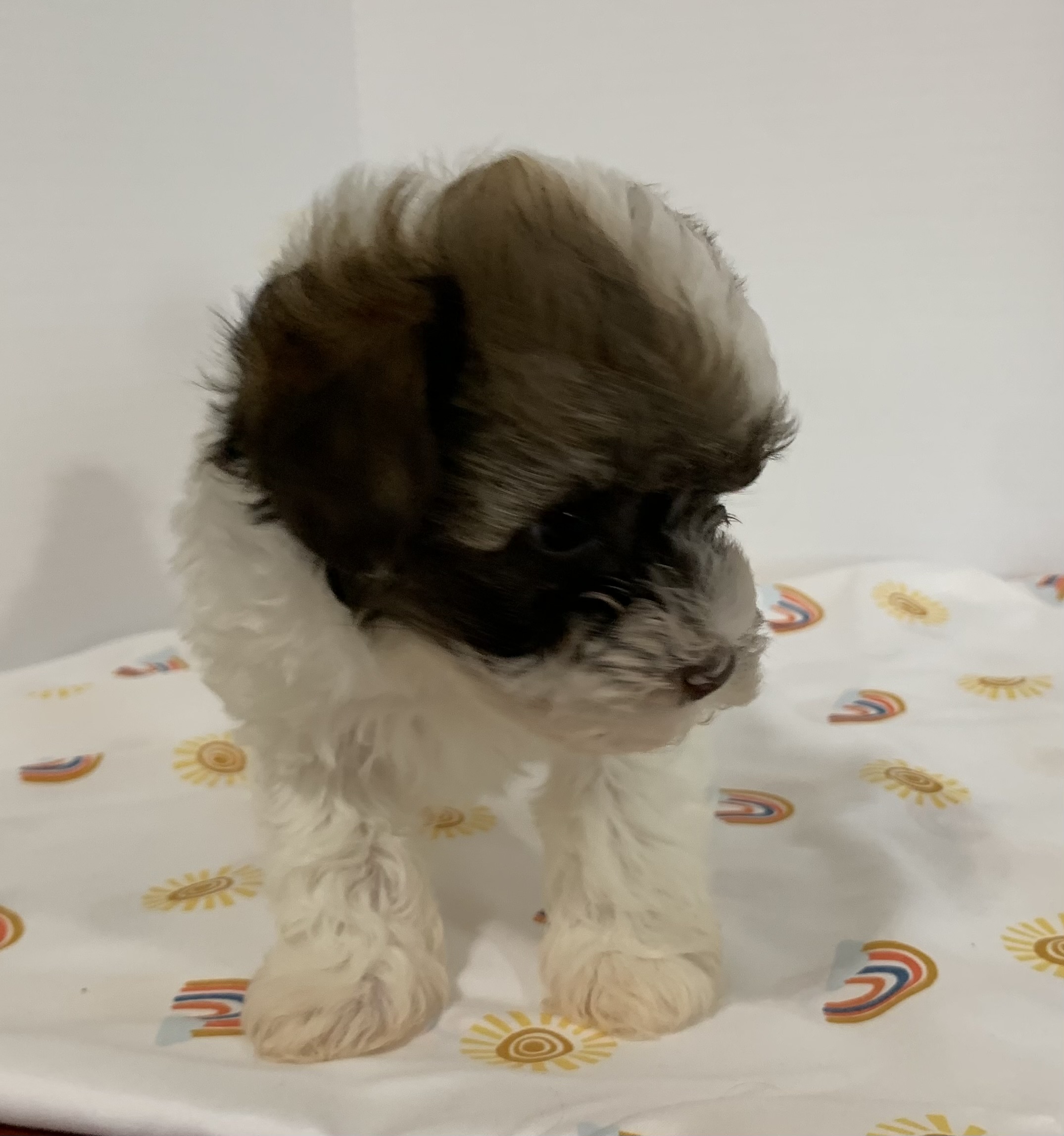 puppy, for, sale, Havanese, Debra K Lott, dog, breeder, Merit, TX, dog-breeder, puppy-for-sale, forsale, nearby, find, puppyfind, locator, puppylocator, aca